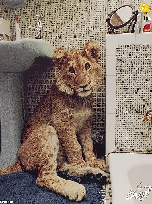 (تصاویر) داستان یک شیر؛ از بنز سواری تا رهایی در حیات وحش کنیا